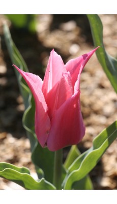 MARIETTE